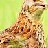 Quail Chicks Madi Batair Ki Awaz 2024