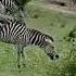 Zebra Mating Breeding Best Mating Of Zebra Zebra Meeting Animal Meeting