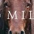 500 Miles The Story Of Ranchers And Horses 2017