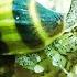 ASSASSIN SNAIL Clea Helena Species Spotlight