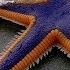 Starfish For Kids With Pronunciation And With Photos