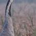 Ontmoeting Tussen Kraanvogel En Ree Zelf Geschoten Vroege Vogels