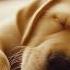 12 Hours Of Deep Sleep Dog Calming Music Music Helps Reduce Separation Anxiety In Dogs At Home