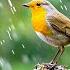 Piano Music With Gentle Rain And Birds Perfect For Relaxation And Peaceful