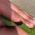 Howto Help With The Pain Of A Stinging Nettle It S Unknown How Or If It Works But It S Worth A Try P