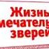 карусель хромакей анонса жизнь замечательных зверей 2011 2012