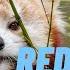 Adorable Red Panda Facts You Didn T Know