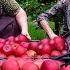 Harvesting Red Apples And Making Jam For Winter Preparations