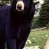 Black Bear Sounds