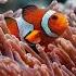 Clownfish Anemones Nature S Besties