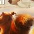 ICE AGE BEST OF SCRAT Multi Clip NEW 2022 Included