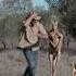 Kangaroo Chasing A Man In Australia Kangaroo