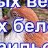 Продаю голубей длинные вертуны жёлтые белобокие Измаильские турманы I Sell Pigeons