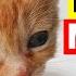 Kittens Meowing High Quality Kitten Meowing Sounds To Find Your Cat Cute Kittens Meowing Loudly