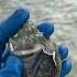 This Crown Conch Got An Unwelcome Invader Conch Oysters Oyster Crustacean Marine Marinelife