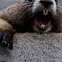 Funny Marmot Screaming Original Video