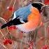 Снегири на калине Bullfinches On Viburnum