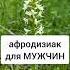 Любка двулистная афродизиак для мужчин лекарственныетравы травы травник дикоросы
