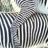 Zebra Mating Funny Zebra Crossing Animals Sexual Reproduction Animals Mating