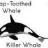 Orca Whale Types Of Whales