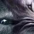 New Horror Ringtone 2023 Wolf Howl Ringtone Animal Sound Ringtone Letest Ringtone IPhone