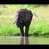 ELEPHANT SOUNDS Animal Sounds For Kids Shorts Elephant Kids Animals Animal Children