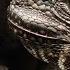 Iguana Chased By Killer Snakes Planet Earth II Islands BBC