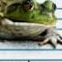 Eat That Frog 21 Great Ways To Stop Procrastinating And Get More Done In Less Time