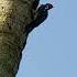 Woodpecker In Trinidad