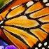 Beautiful Butterflies The Best Relaxing Piano Sleep Relaxing Music 2 Hours HD 1080P