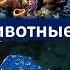 4 Тип Губки 7 класс биология подготовка к ЕГЭ и ОГЭ 2018