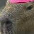 Capybara Song 1 Hour