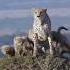 Cheetah Protecting Her Cubs Against A Lion Animals Wildanimals Shortsvideo Viral Lion Cheetah