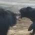 Patna Zoo Bear Playing By Sonu Kumar 2018