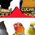 Pancingan Masteran Cililin Kapastembak Canary Cucakcungkok Lovebirds Buat Latihan Lomba