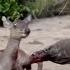 The Cruel Food Chain The Komodo Dragon Eat Alive Deer