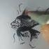 Gold Fish Drawing Art I Am Great Artist Deol Art Shorts