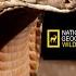 8 Змеи Дикие охотники Nat Geo Wild