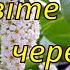 Цвіте цвіте черемшина Українська народна пісня