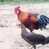 Pikat Betina Ayam Hutan Menggunakan Pikat F1 Red Jungle Fowl