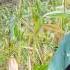 My Mother And Younger Brother Came To Help Me Harvest Winter Corn