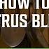 Deer Calling Tips When And How To Estrus Bleat