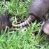 Cute Baby Armadillos