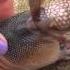 Orphaned Baby Armadillo Discovered In Backyard