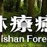 Forest Healing Department Alishan Water Mountain Giant Tree Trail Water Mountain