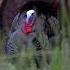 Pennsylvania Turkey Hunt Vocal Hen Comes Right To The Decoy