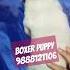 Boxer Puppy Petshop Jalandhar Punjab Puppyshop Doglover Dog Store Low Price