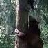 This Bear Climbs A Tree Chasing A Man