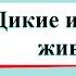 Дикие и домашние животные Окружающий мир 2 класс 1 часть Учебник А Плешаков стр 72 75