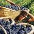 How To Produce Millions Of Vines Grape Seedlings Production Harvesting And Processing Grape